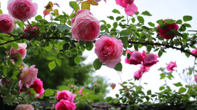 ローズガーデン情報｜rosepottokyo