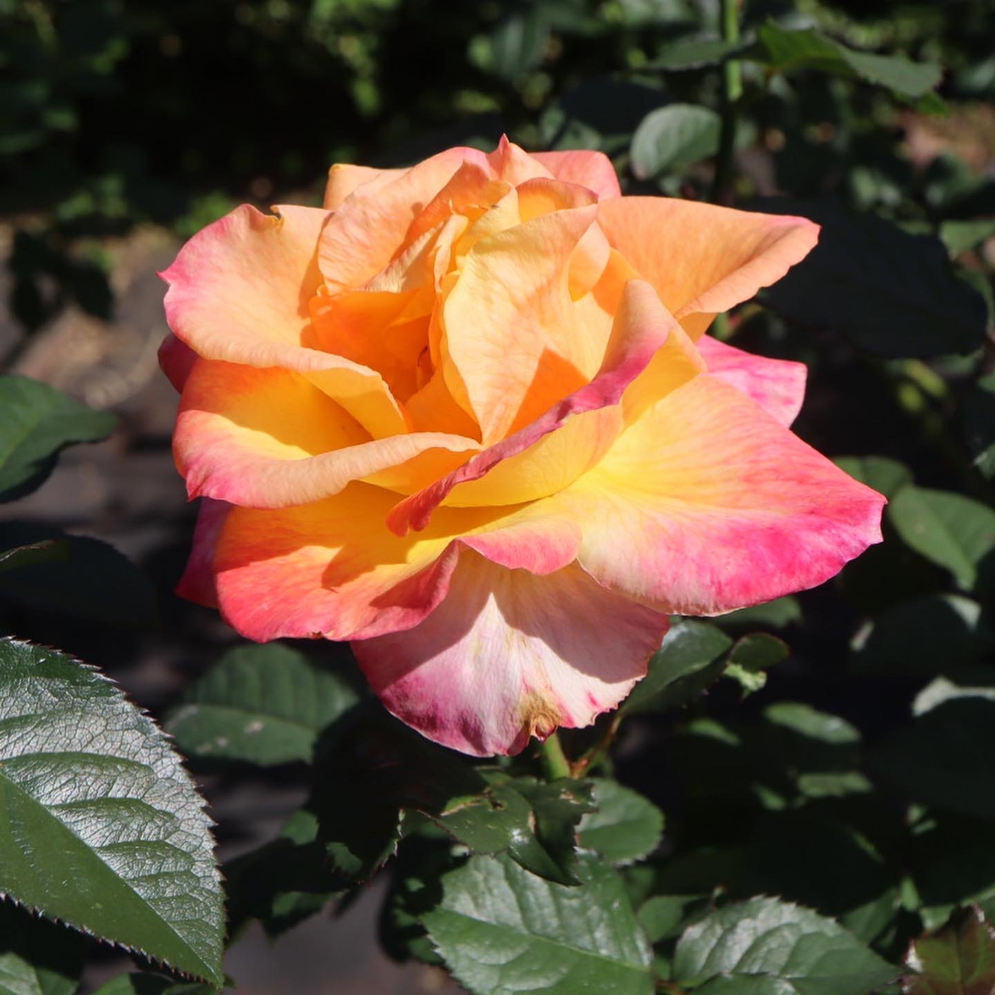 MarieDaageリモージュ　デザートプレート　ライトピンク　薔薇　ローズ plate023-1.jpg