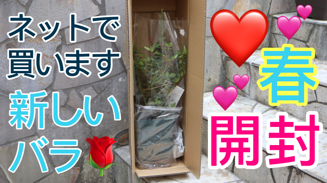 開封！ネットで買う新しいバラ苗 New Rose｜rosepottokyo