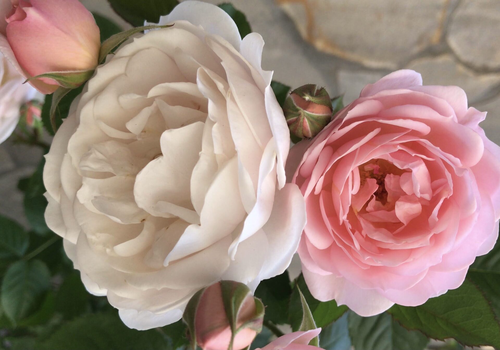 スターリィヘブンズ Starry heavens｜rosepottokyo